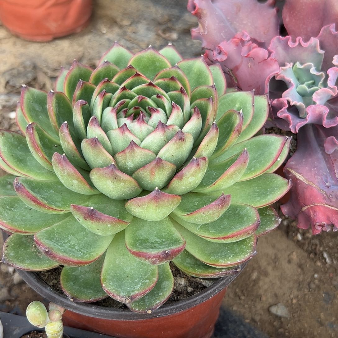 多肉植物月亮石单头