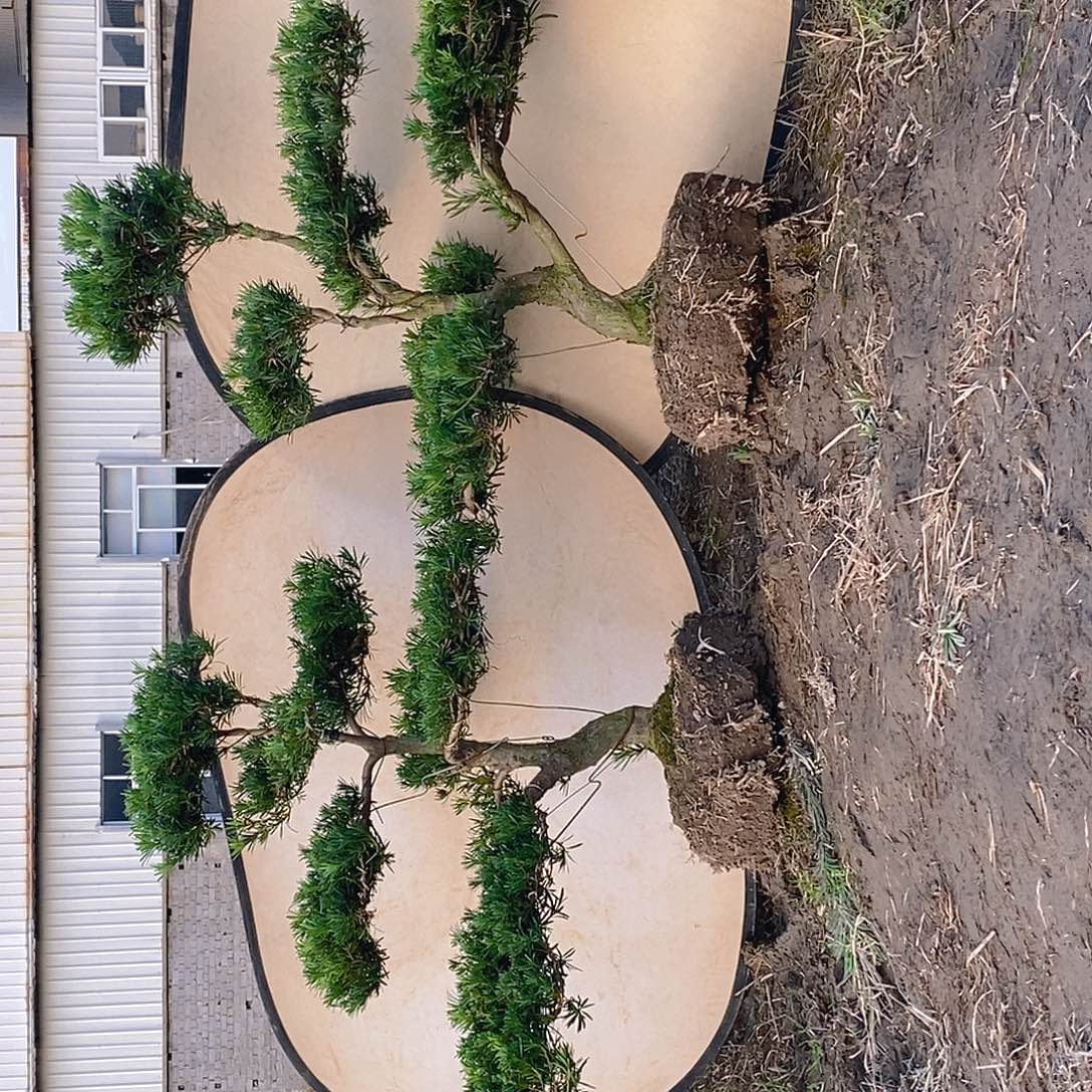 罗汉松直播间850/2颗