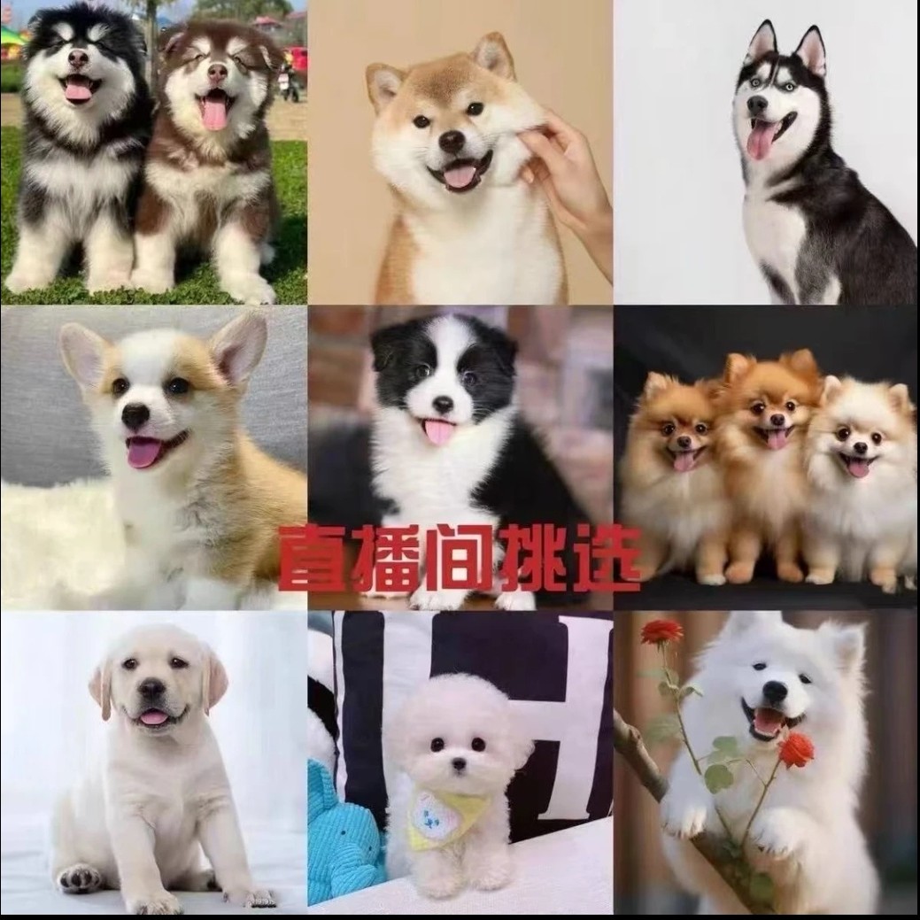 直播间博美比金毛拉布拉多德牧泰迪柯基边田园宠物狗幼犬活物小狗