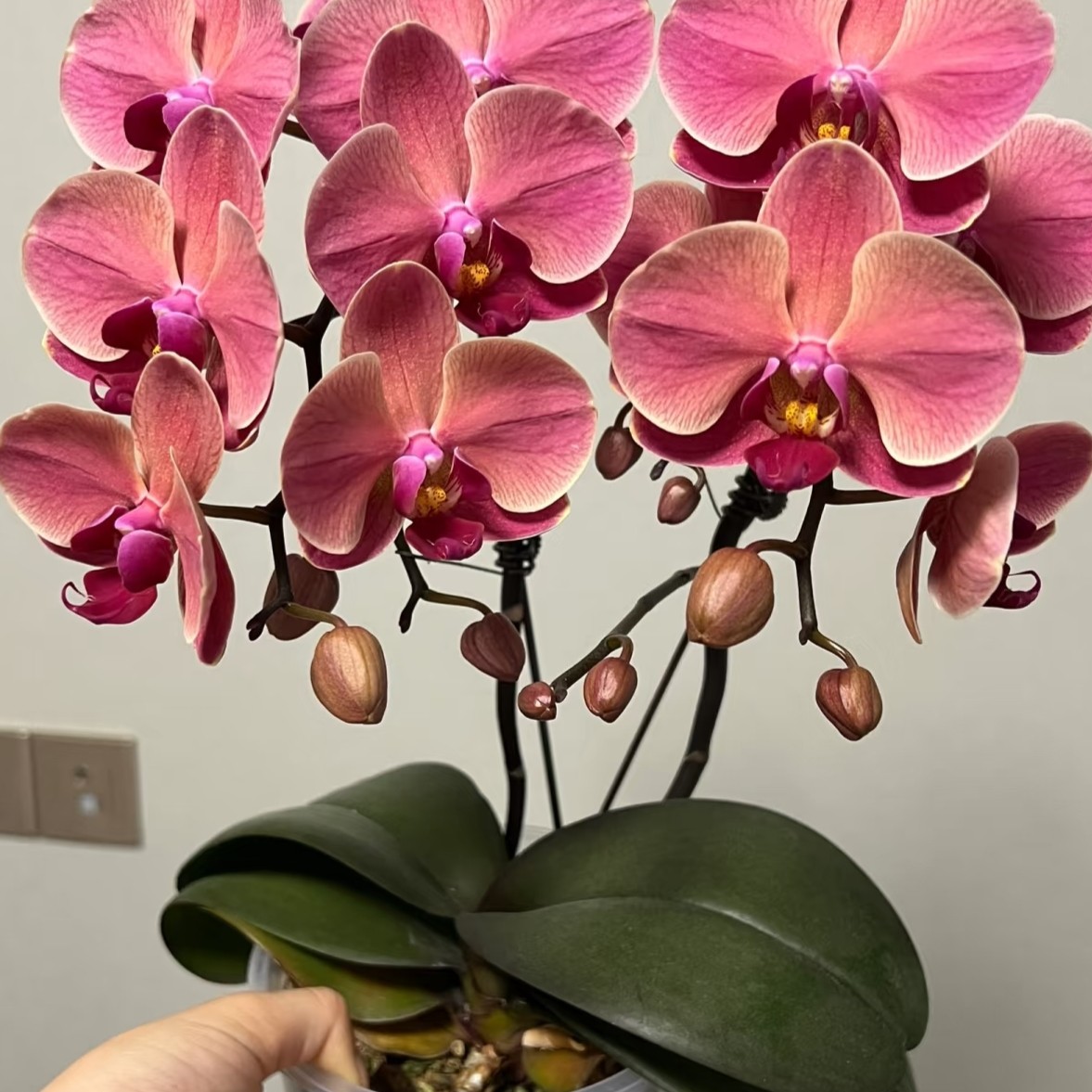 蝴蝶兰（纳博纳）中大花蝴蝶兰花苗四季好养客厅室内名贵观赏花卉