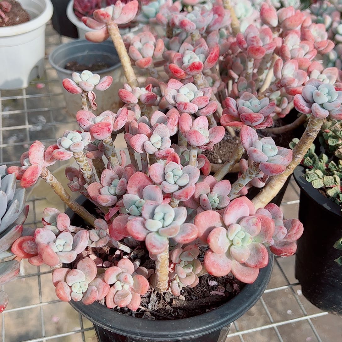 樱花红洛神多头群生精品