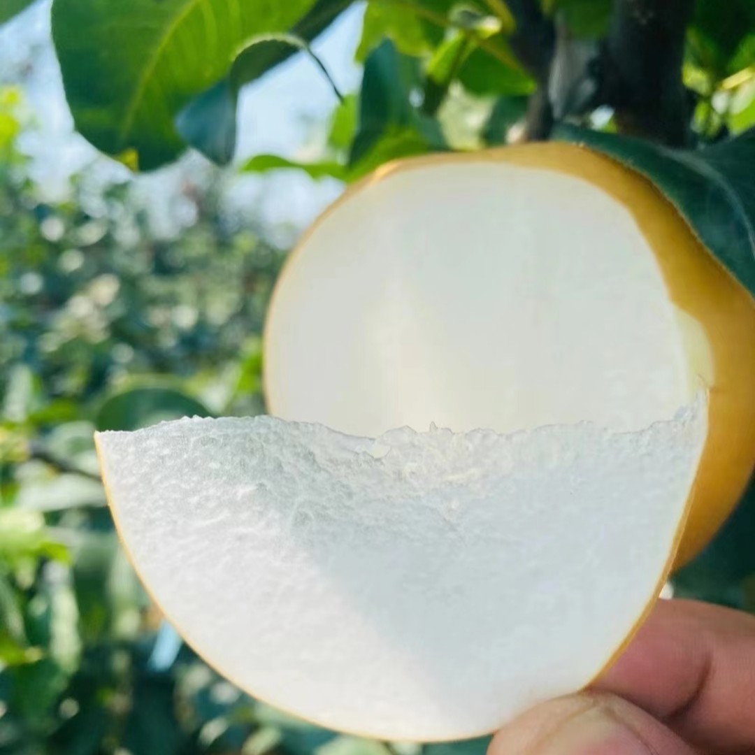 【秋月梨苗】果大纯甜 皮薄  糖分高 杜梨根系