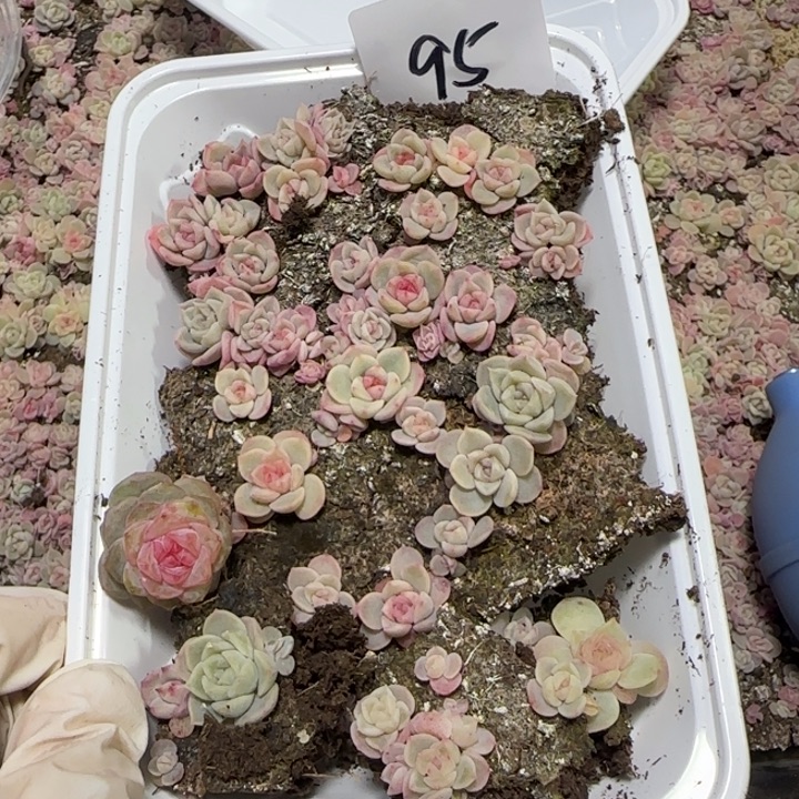 95 王者系列种播苗一盒