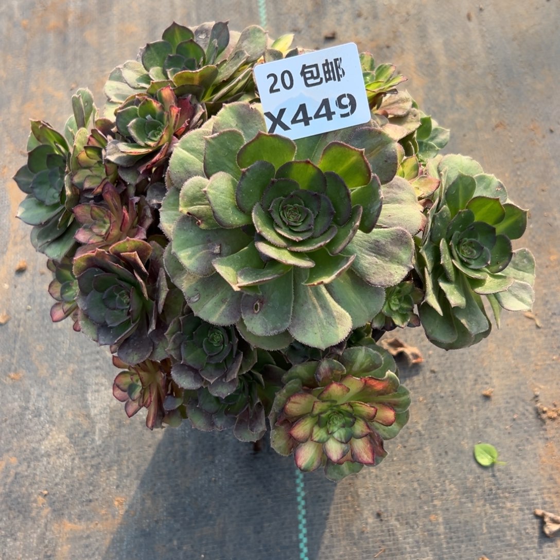 449龙鳞，满20包邮