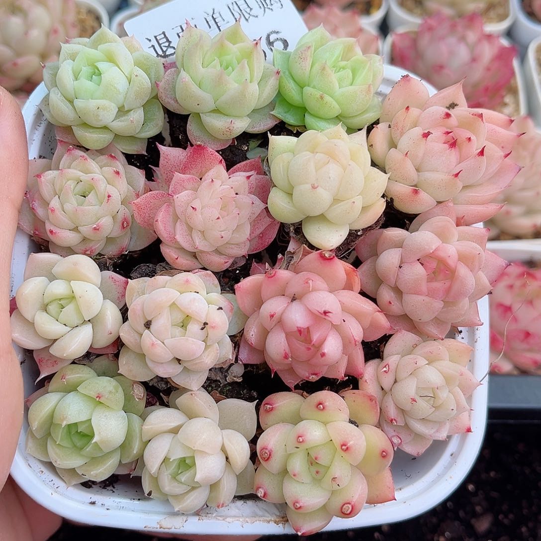 1-386 新疆西藏内蒙不发12.8包邮2-3公分多肉