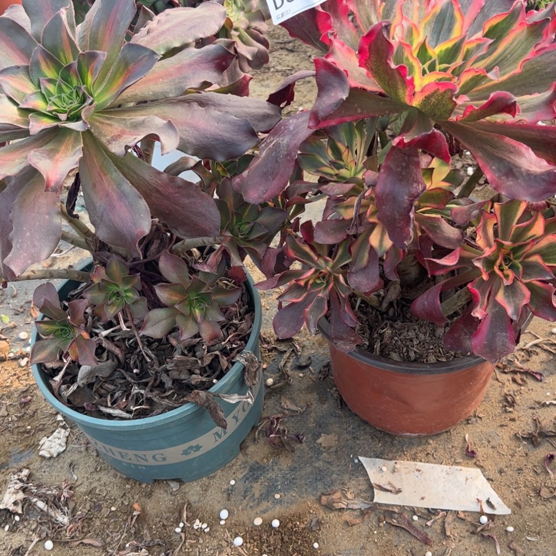 吃***吗335两颗组合多肉植物法师多肉