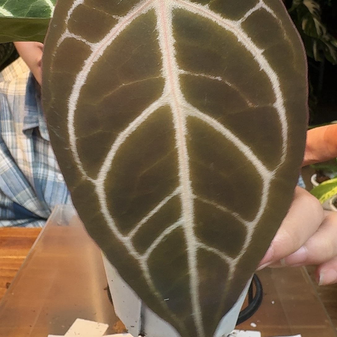 完全开放O74skg紫水晶杂黑底撕裂纹