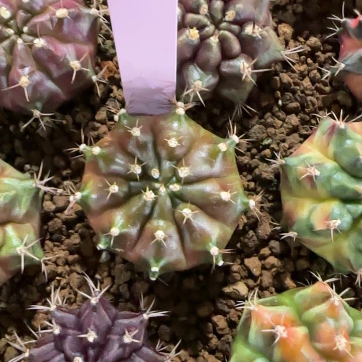 31-0125开播福利多肉