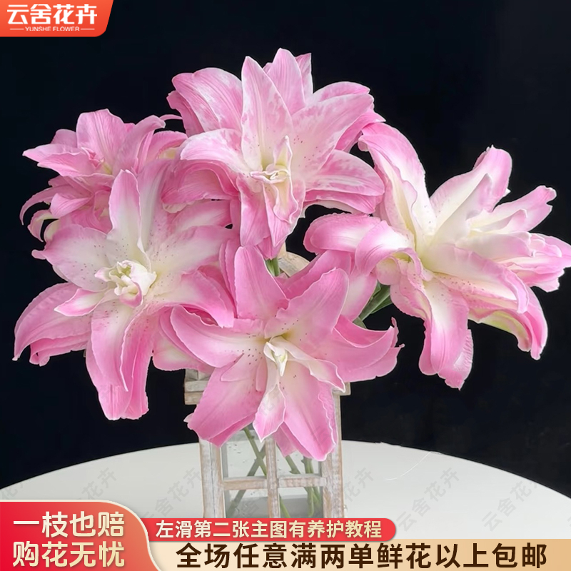 【云舍花卉】【水蜜桃】重瓣百合 全场人鱼满两单及以上鲜花包邮发货