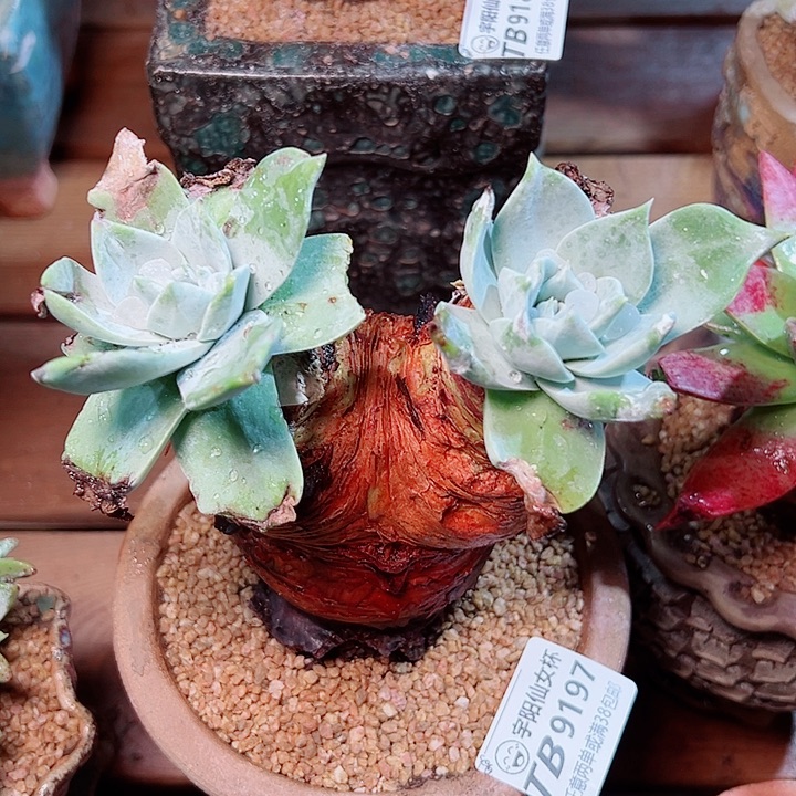 9197普芙雪山仙女杯多肉