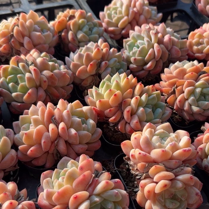 新疆包邮 双头厚梦