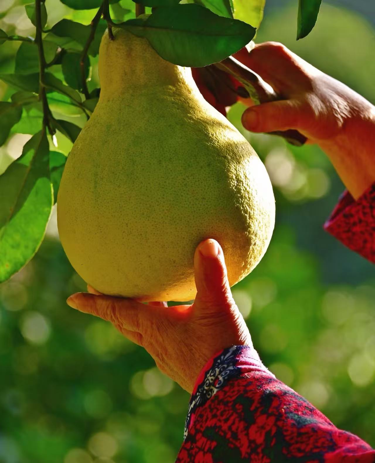 【福利装沙田柚】长寿邻封重庆正宗老树纯甜无酸产地直发