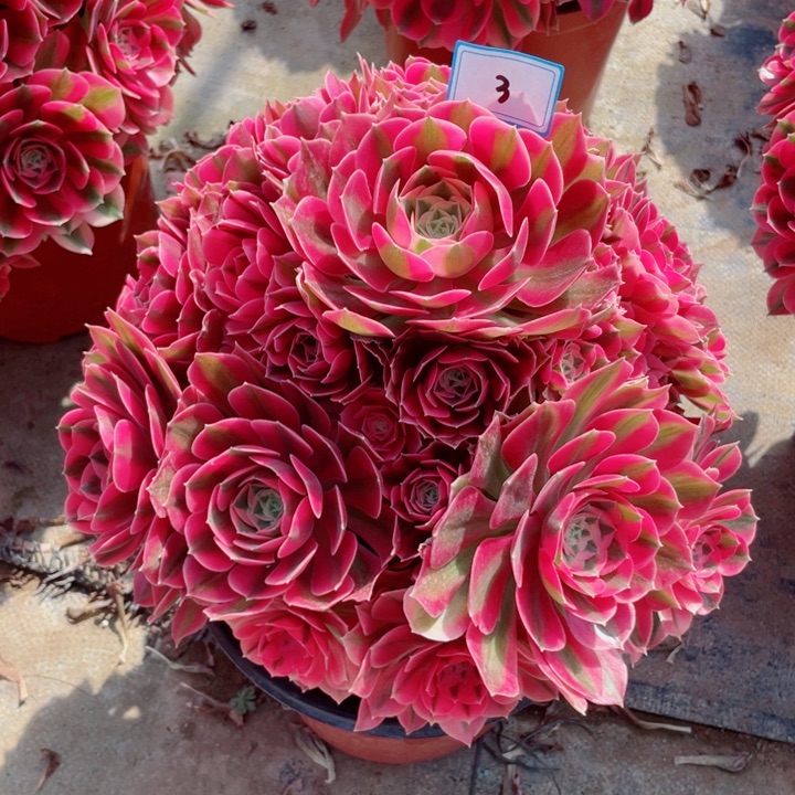 3老庄多肉法师女巫