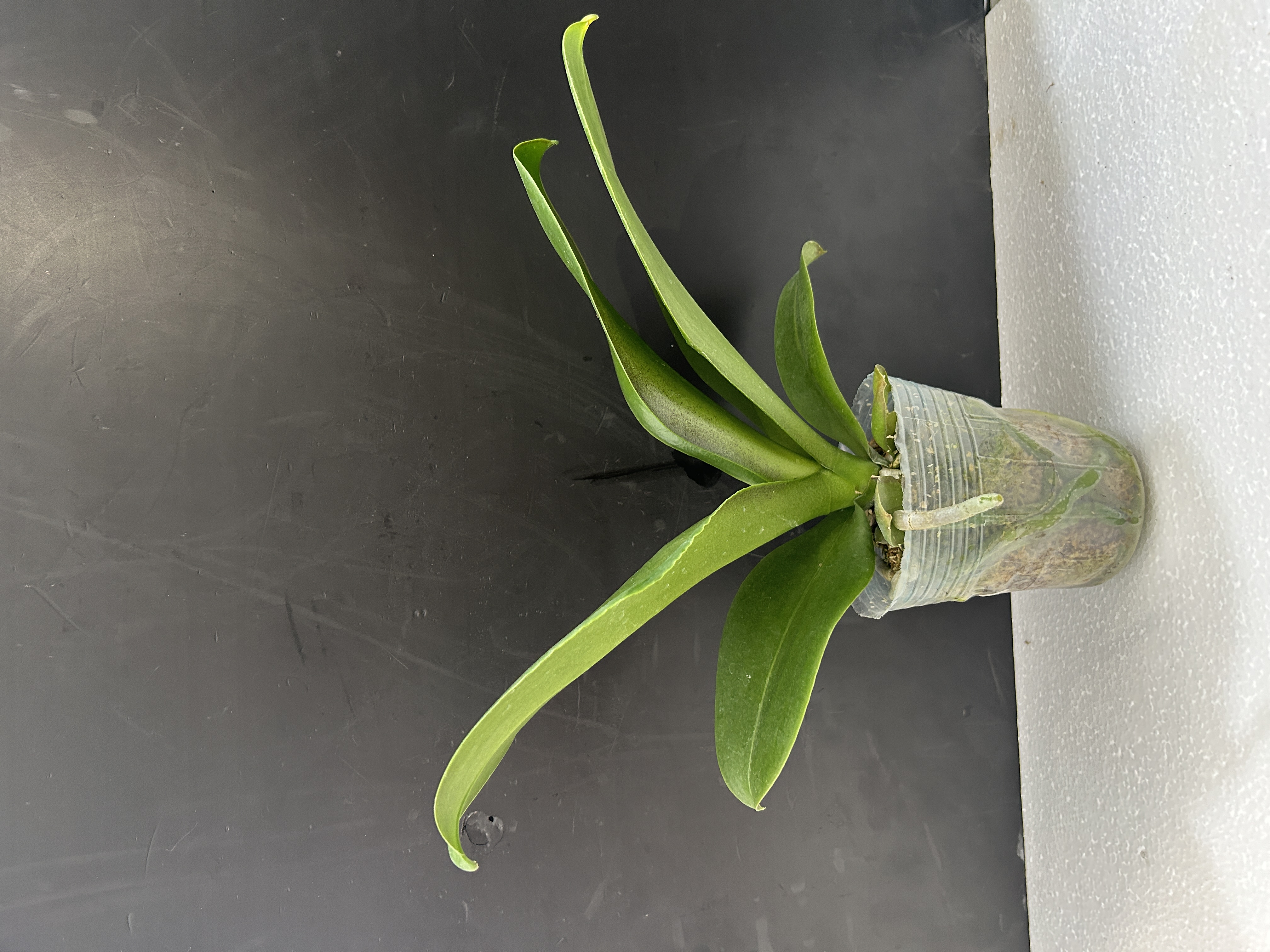 蝴蝶兰 花后苗 好养 耐养 花期长蝴蝶兰鲜花室内高端花卉