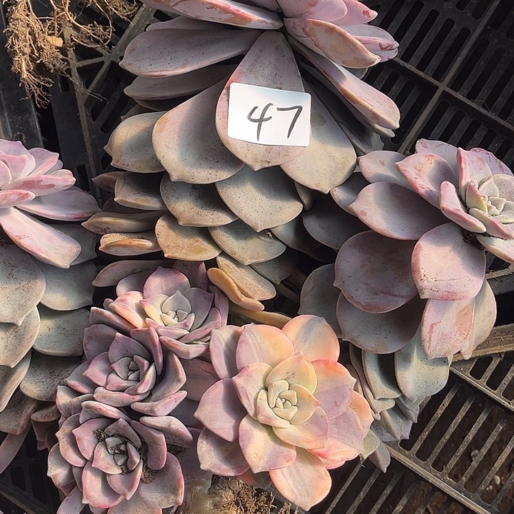 天***妹紫乐景47号16多肉植物精品