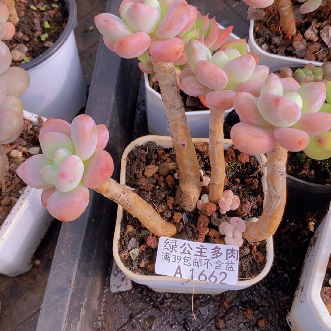 樱花洛神老桩1662多肉酱