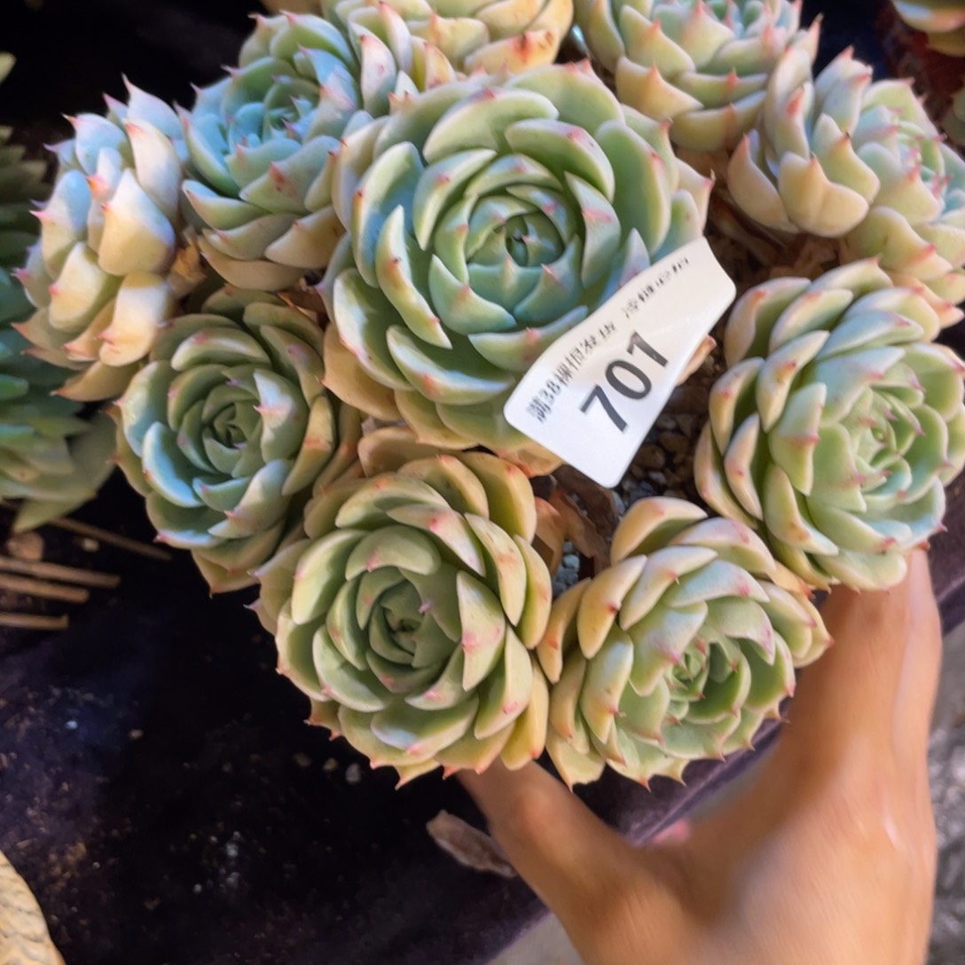 M***e701笨吧群生多肉植物