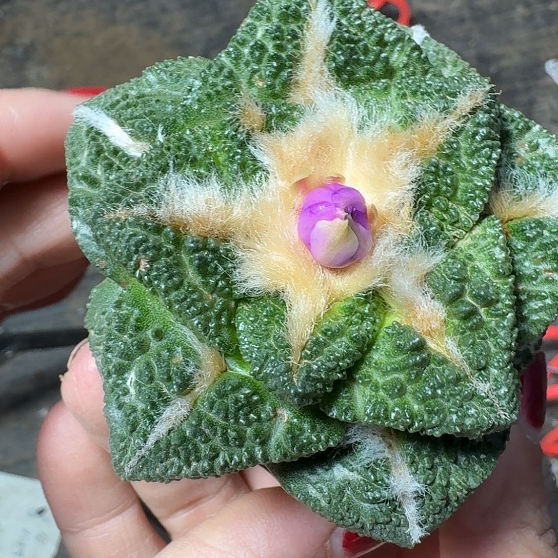 无花朵苗接龟甲牡丹430