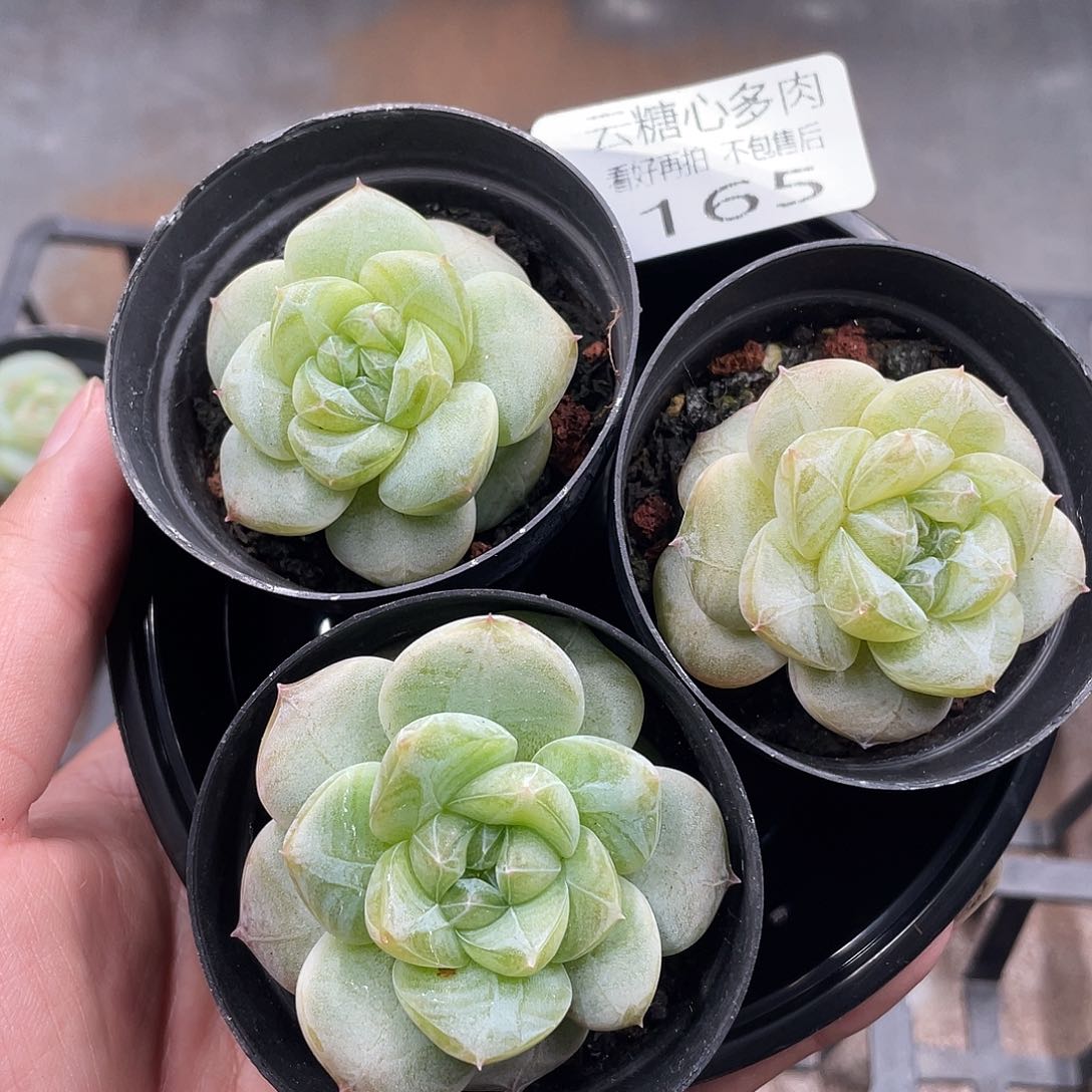 云糖心多肉植物165