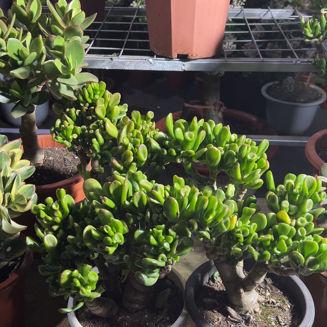 豹***子稀有马蹄吸财树带盆2盆1126