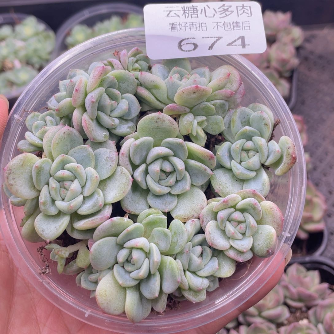 云糖心多肉植物674