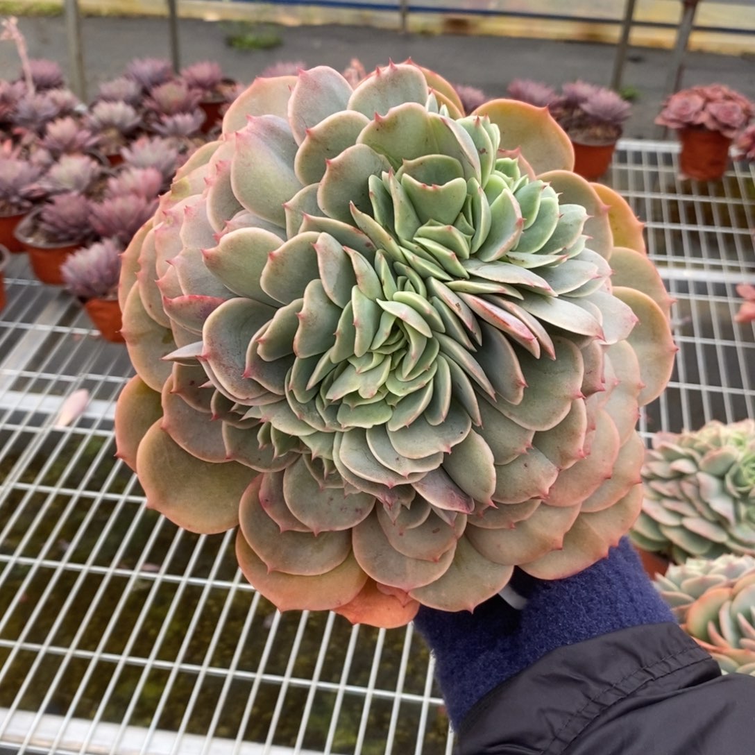 姜***️5050白雪公主一物一拍