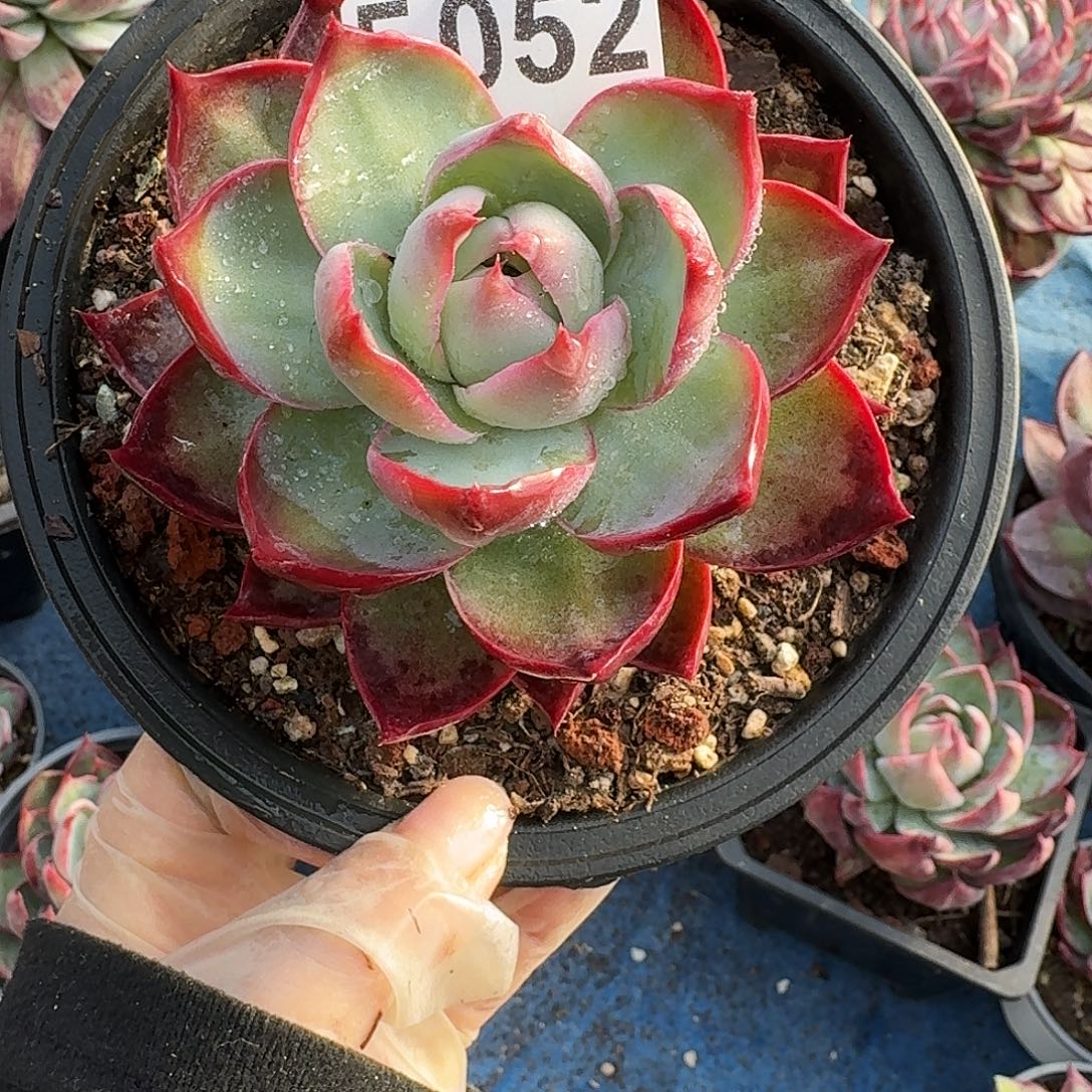 惊鸿惊鸿惊鸿 052.......