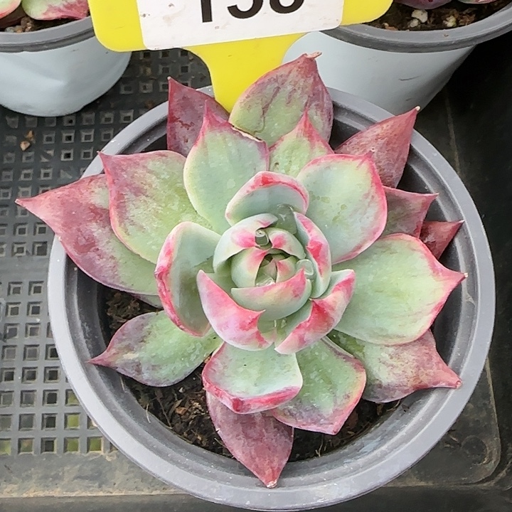 158 惊鸿仙子多肉植物6-9cm