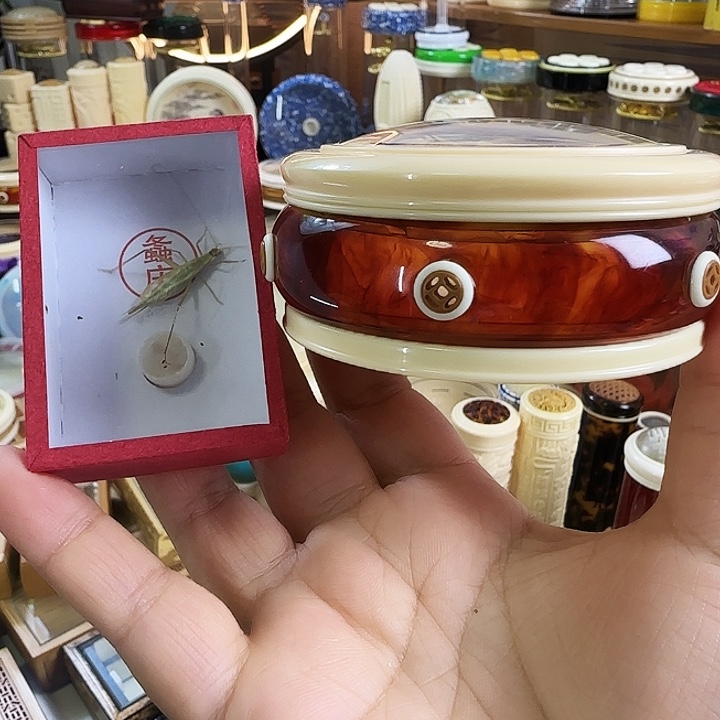 琥珀万体➕柬竹啊啊啊啊啊