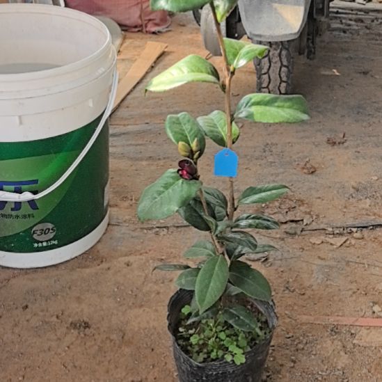 完全开放黑贝根接