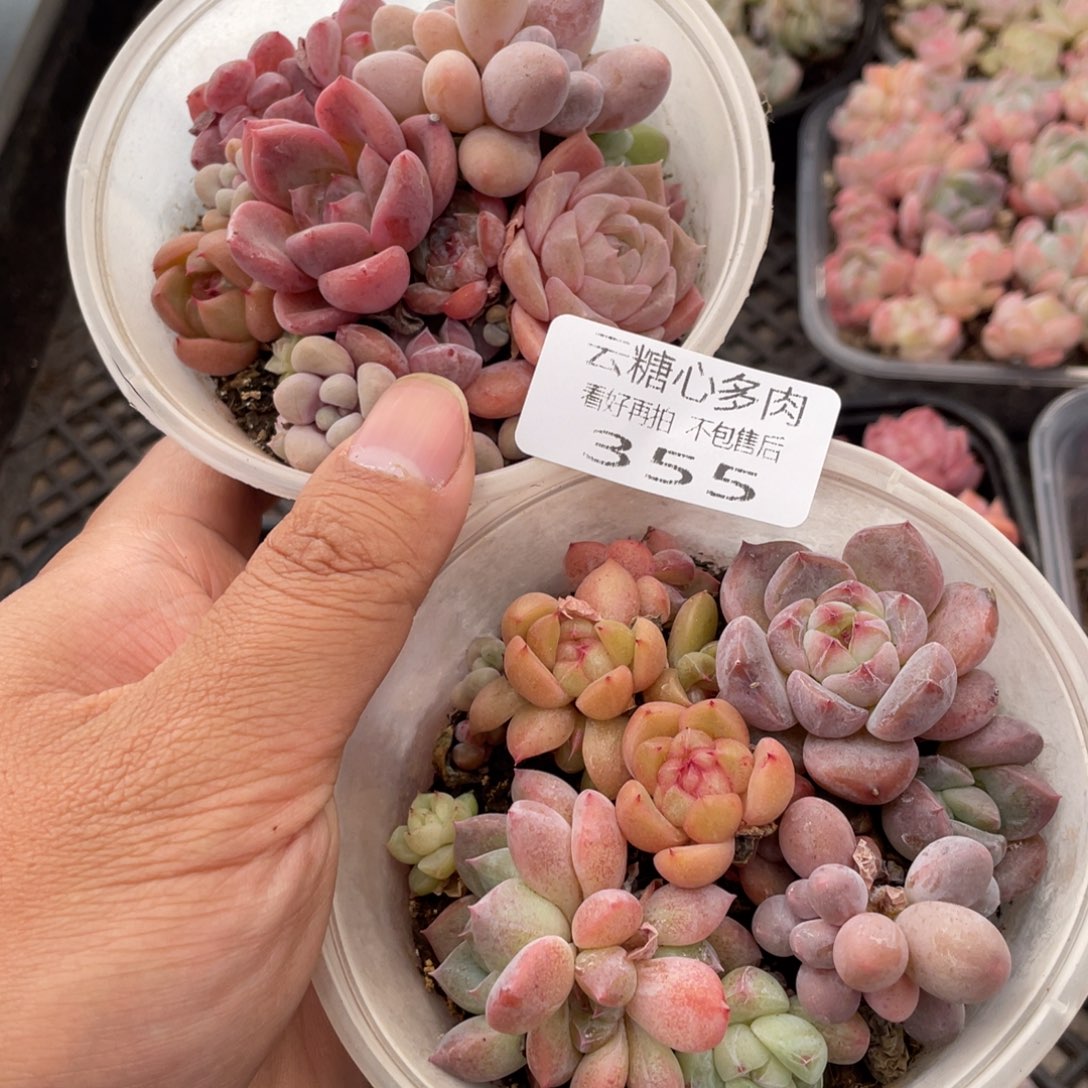 暴***躁云糖心多肉植物355