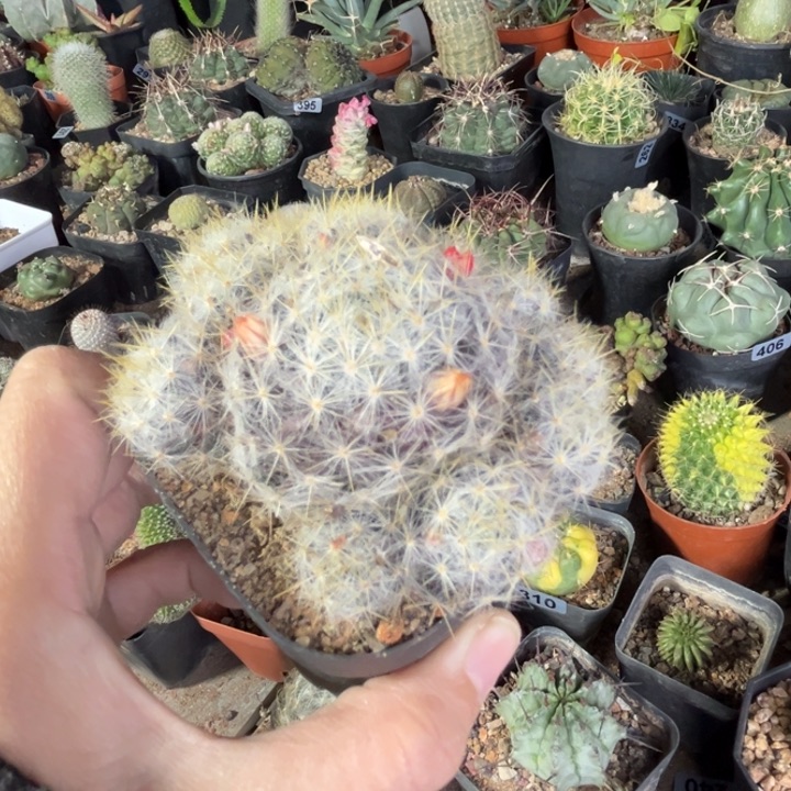 仙人球一物一拍实生