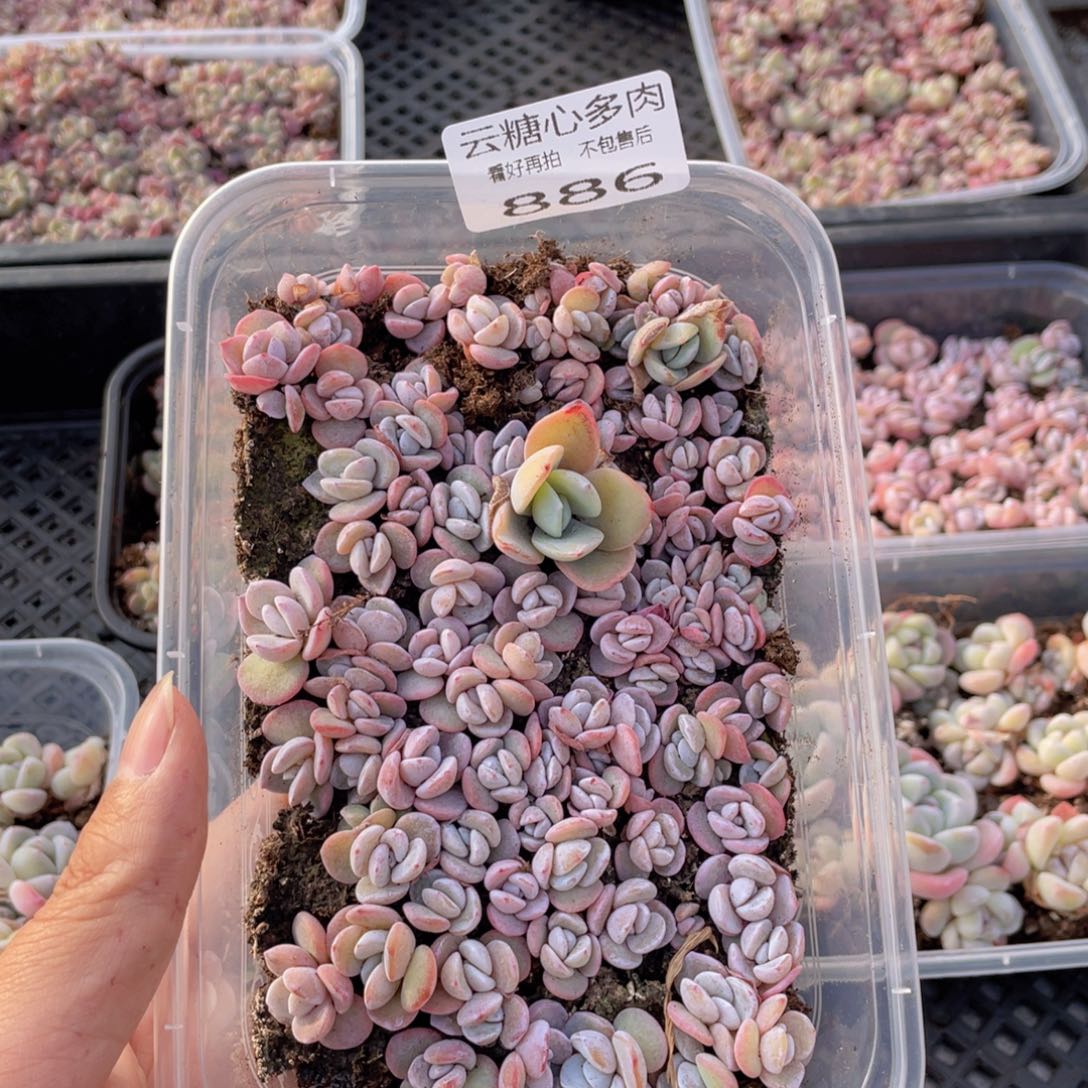 云糖心多肉植物886