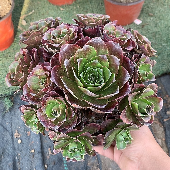 602魅金多肉植物