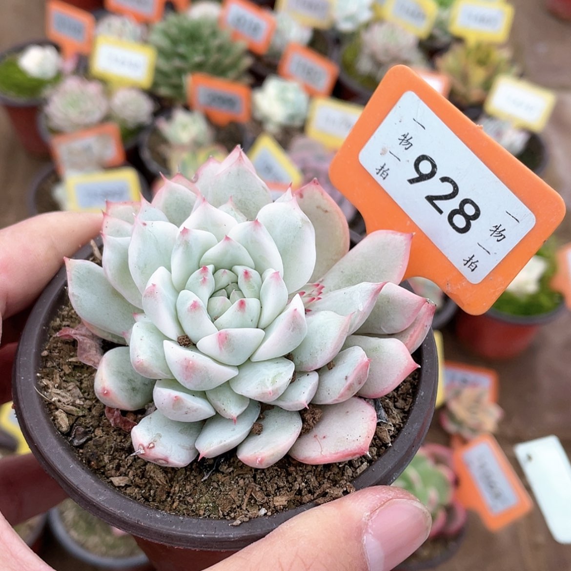 【闪购商品】928号