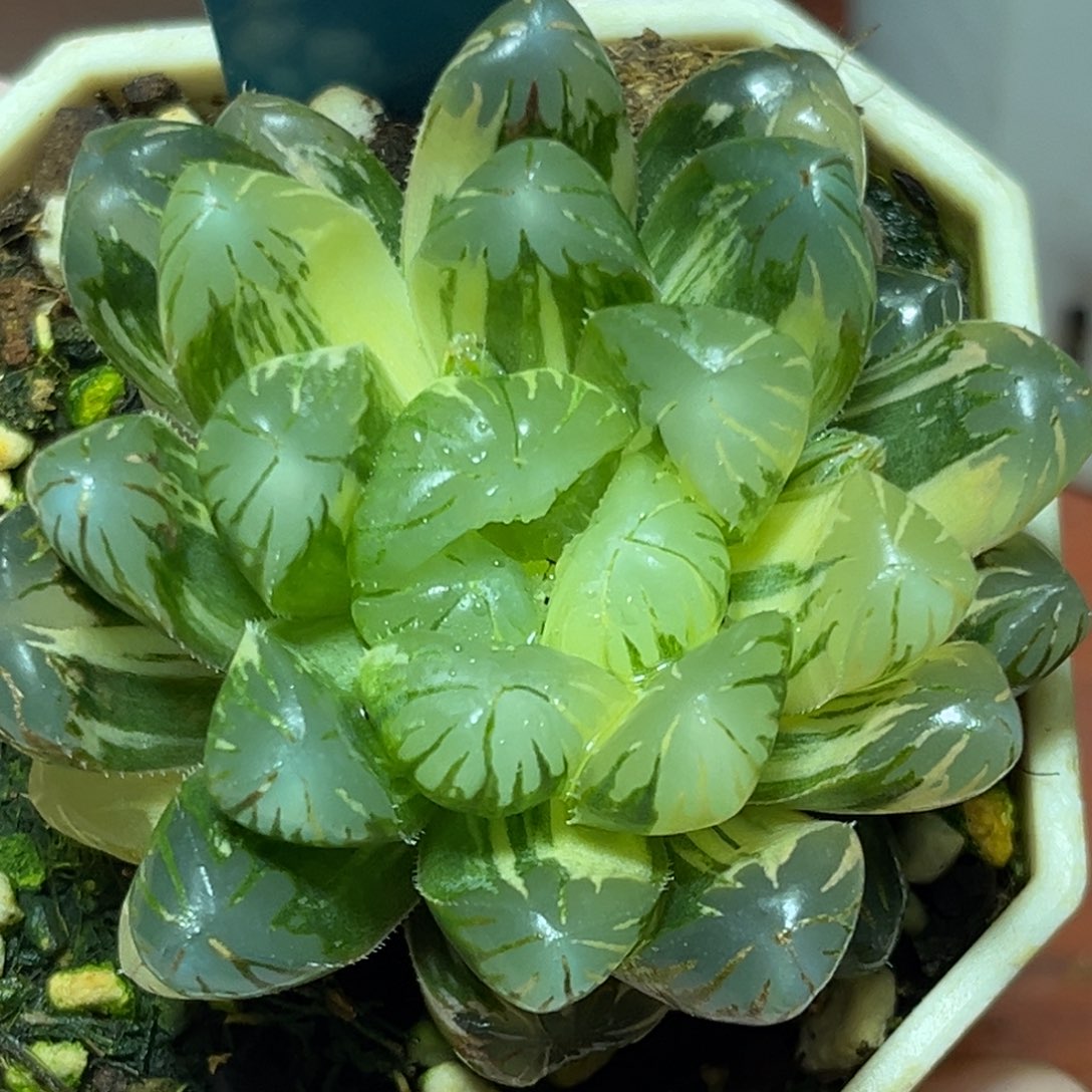 恭喜发财大吉大利0018