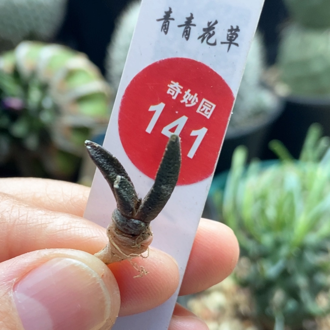 龙角牡丹一颗仙人球