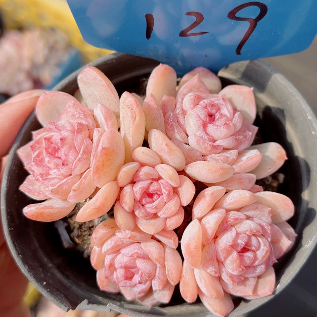 129号小老桩玉凝群