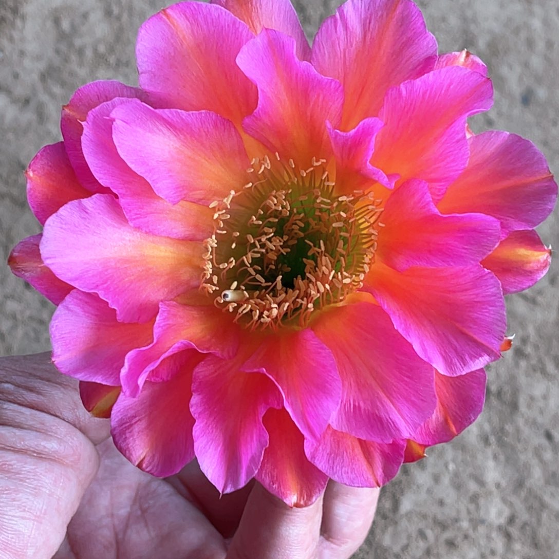 毛 太阳新娘侧芽 歪 满20包邮4公分