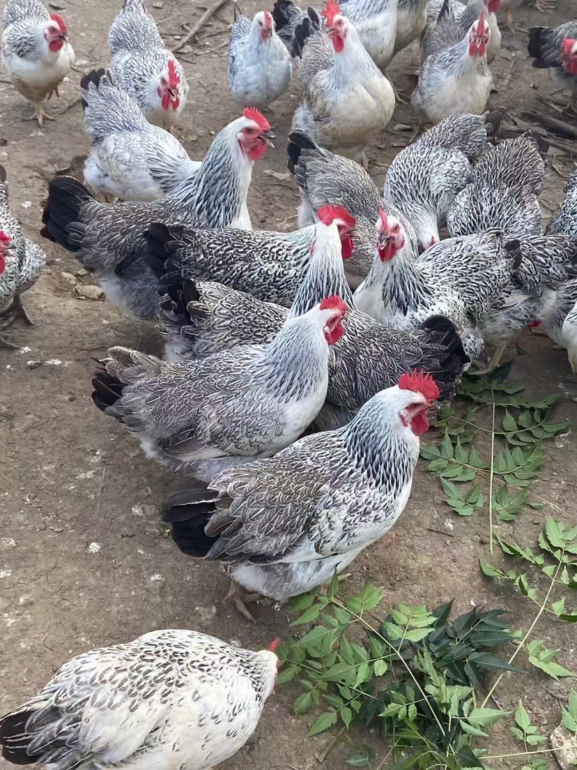 （新鲜现汤两只稻花母鸡）果园散养1年稻花母鸡老母鸡月子鸡