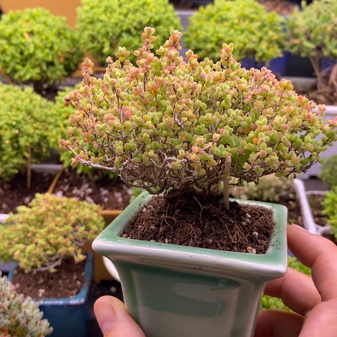 A****7124蜜桔带盆。       