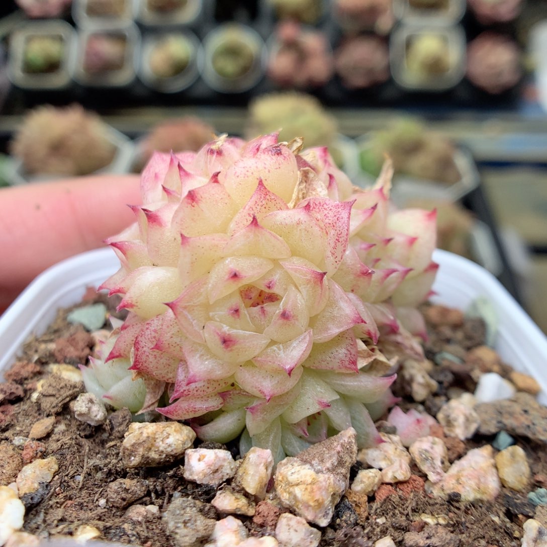 S145 ，20包邮两天凑单偏远不发货