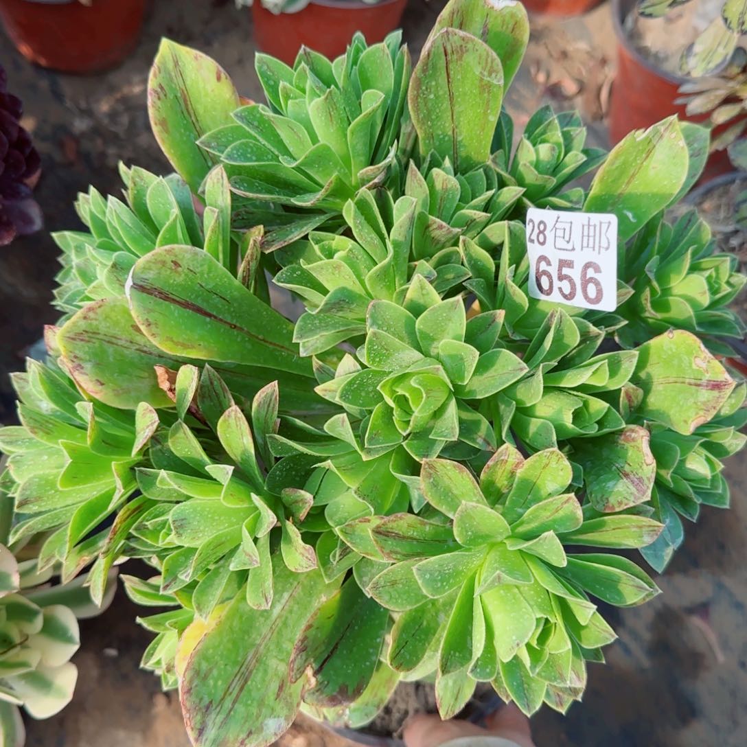 蓝色妖姬多肉656满20包邮断枝不包