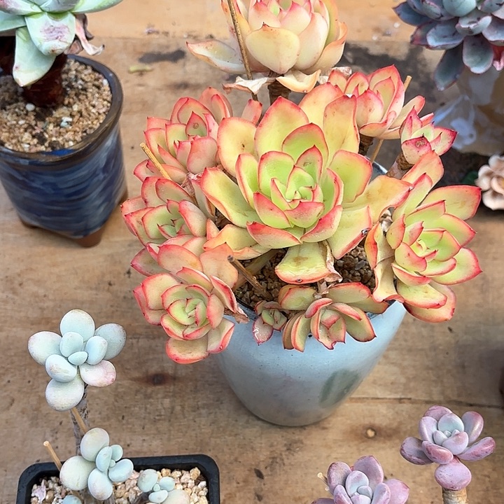 多肉植物，花蝴蝶