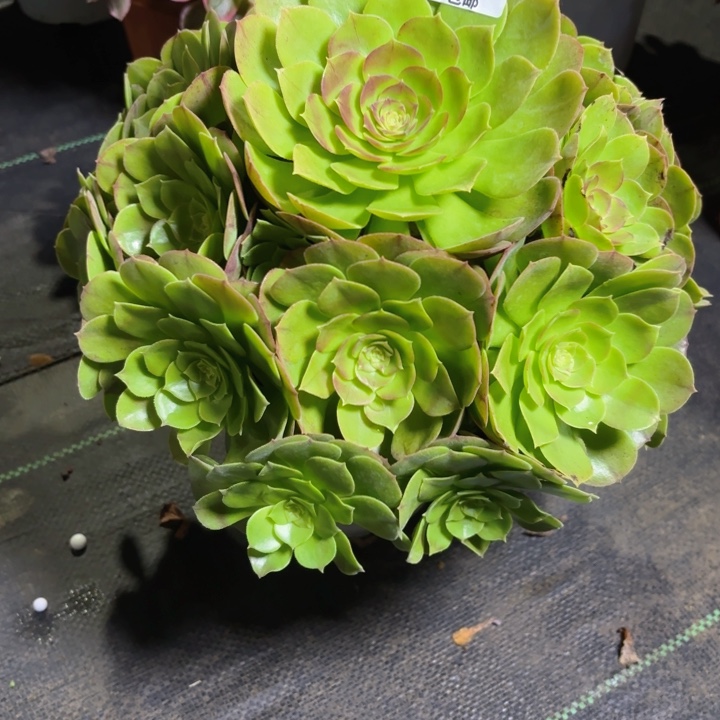 瑞妈园艺，01.27.410