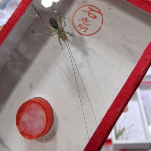 石志明中长冬蛉漂亮