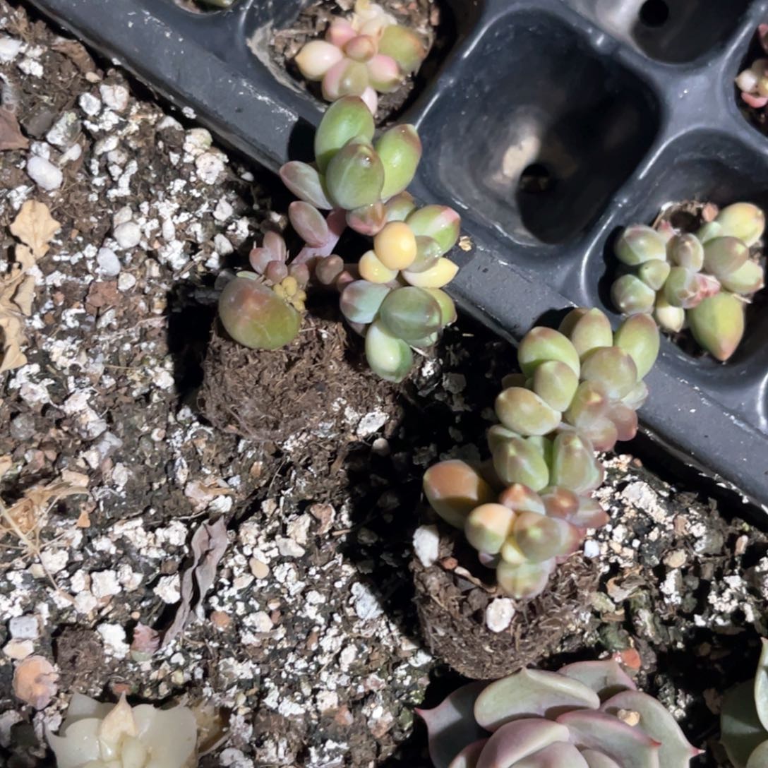 壹***店多肉特价千代田锦买一送一