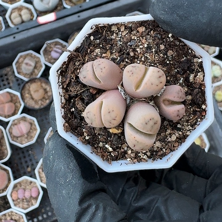 生石花11111。    212