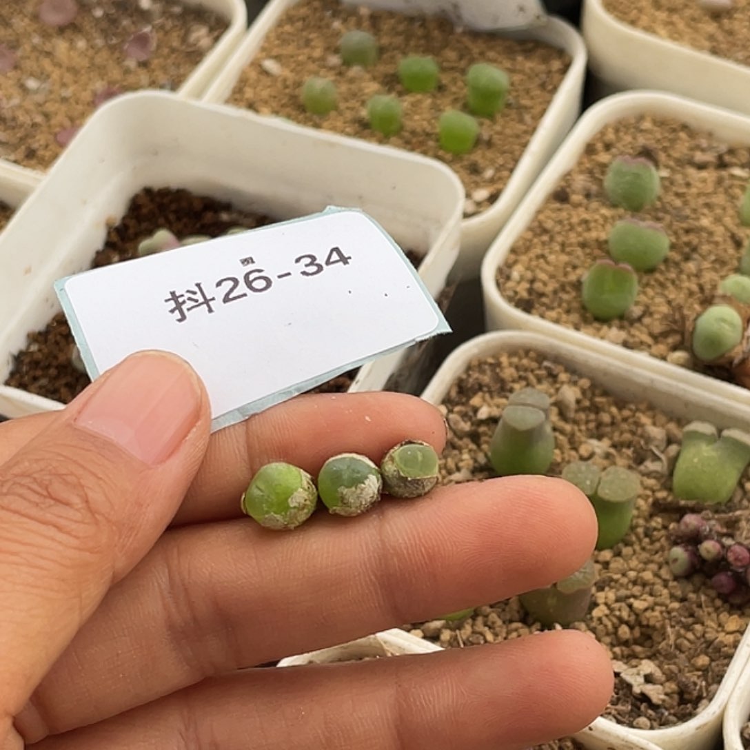 小***界26-34肉锥多肉植物