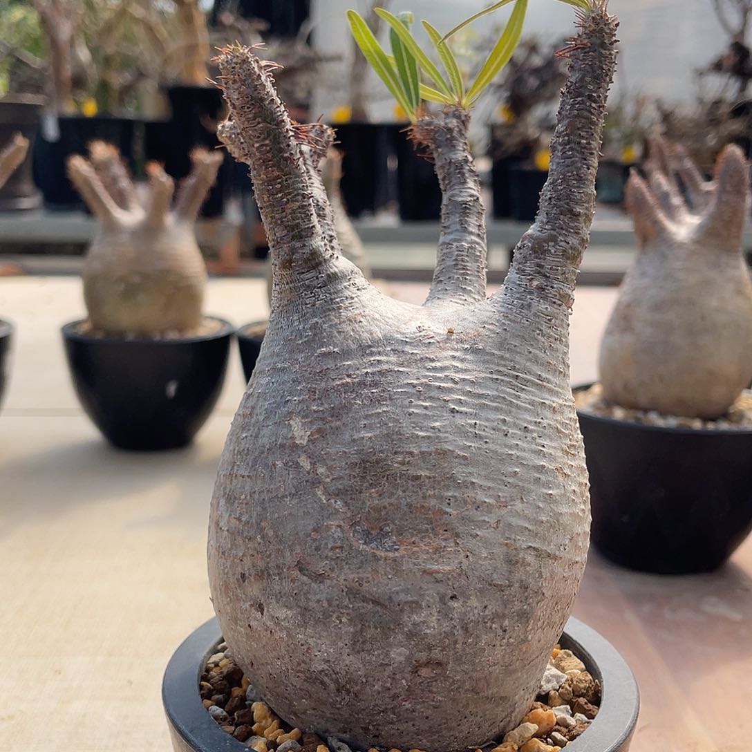 白皮象牙宫可寄养可带盆发